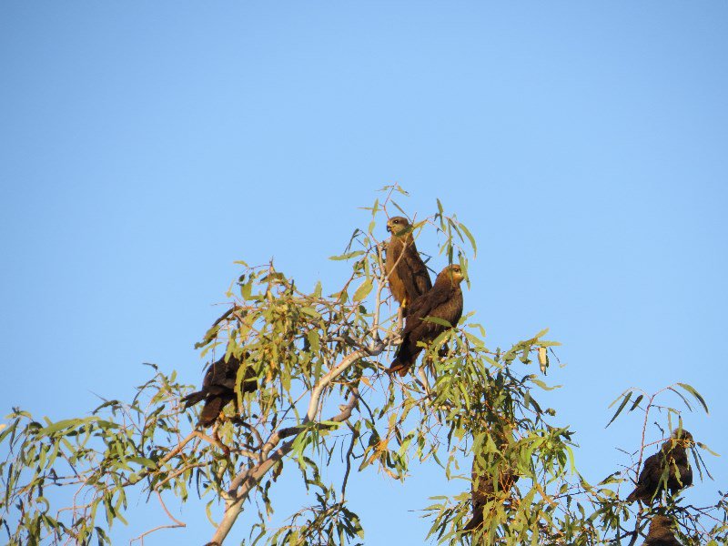 Kites in tree top