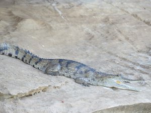 Fresh water croc