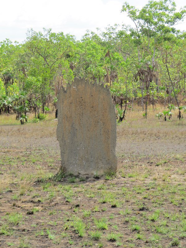 Magnetic Termite's mound