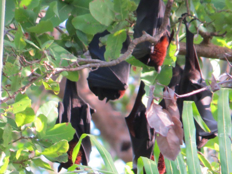 Bats roosting near falls