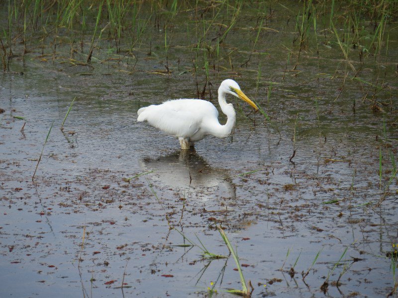 Intermediate Egret wading