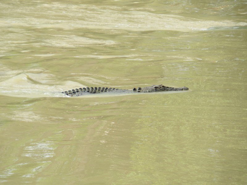 Croc backing across the road