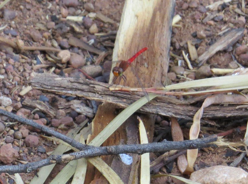 The red Dragonfly
