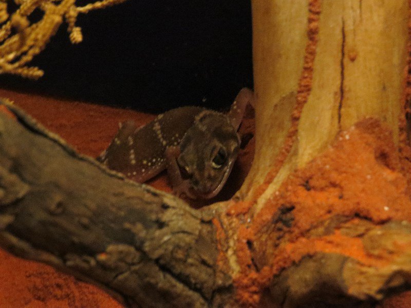 Nocturnal gecko