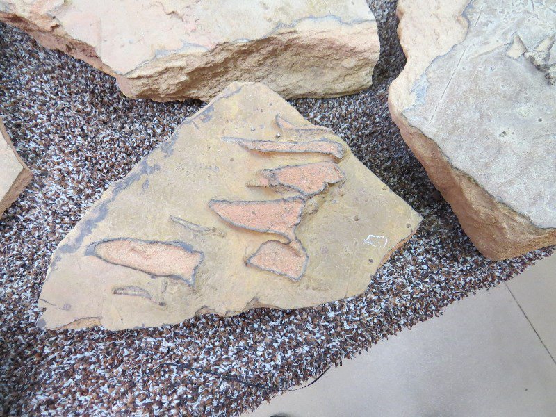 Dinosaur  foot prints