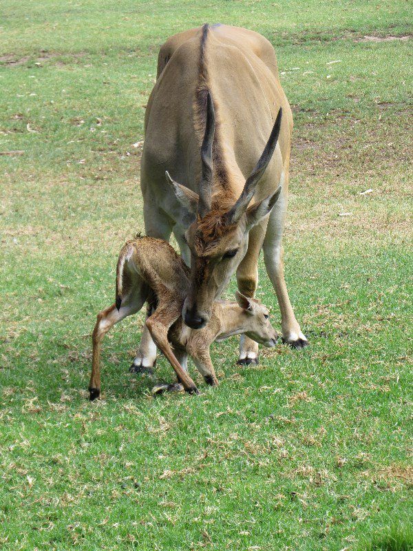Baby Eland stands for the first time