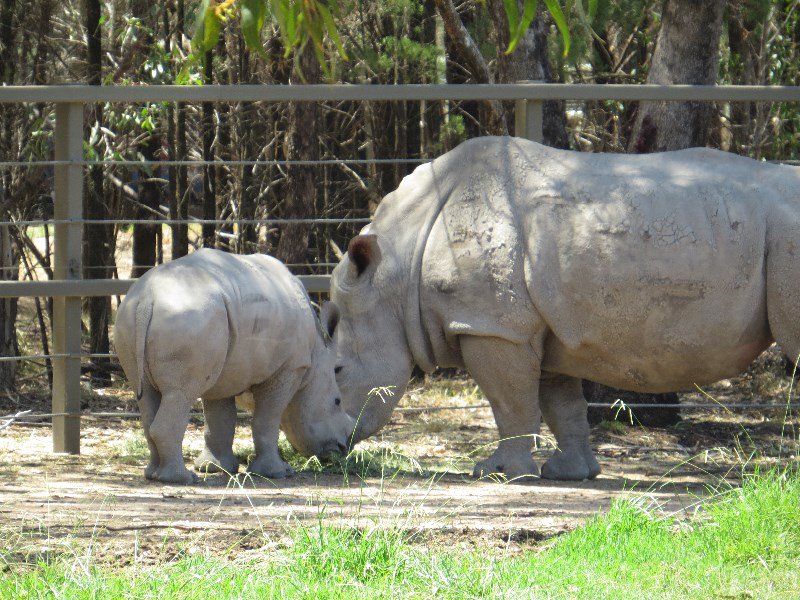 White Rhino and calf