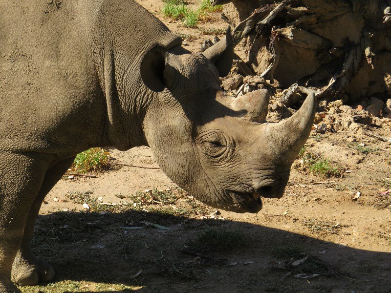 Rhino profile