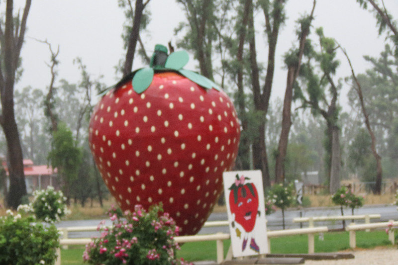 The big strawberry