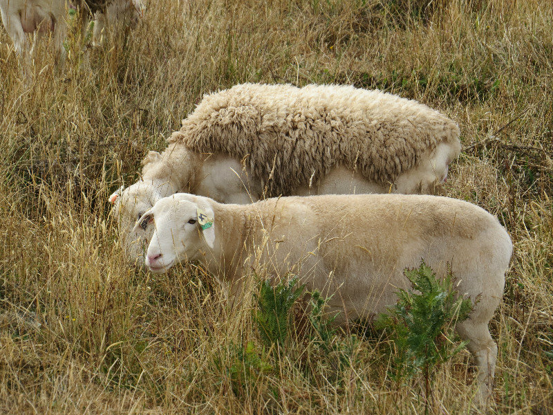 Self shearing sheep