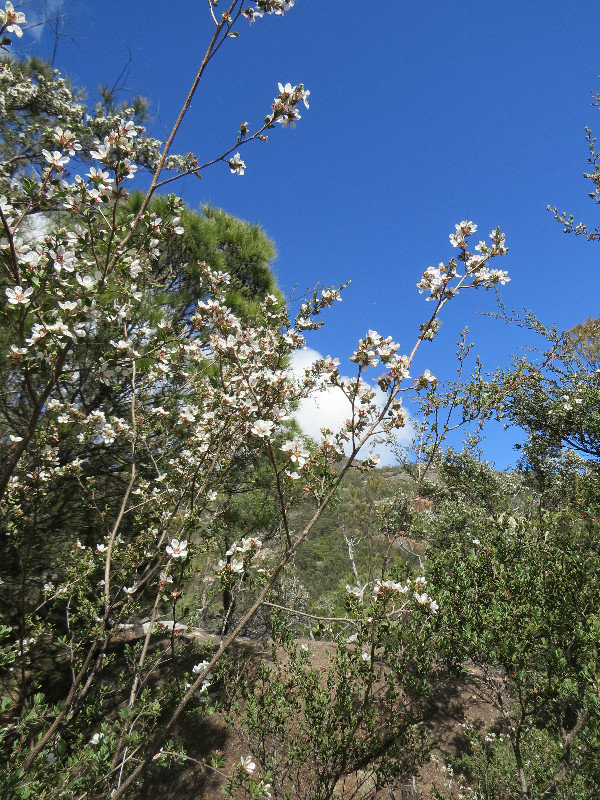 Tee tree in flower