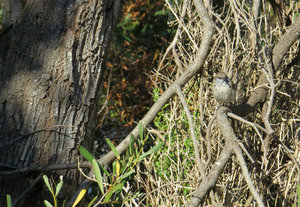 Male wren