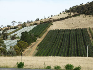Hillside vinyard