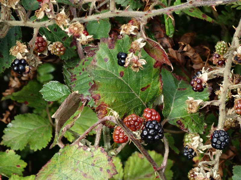 blackberries ripe for tasting.