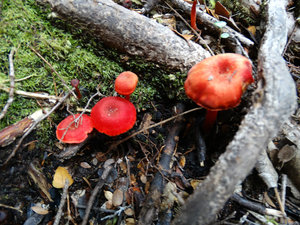 Fungi that Noddy loved