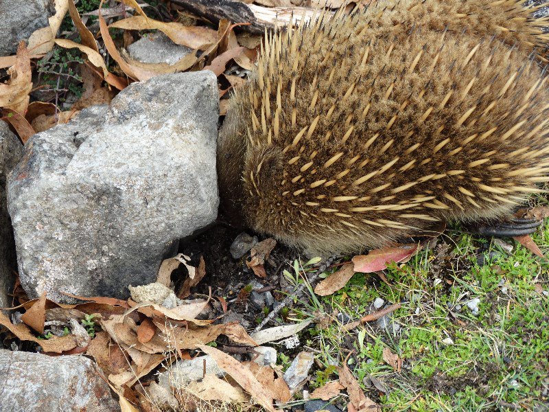 Echidna burrows under rock