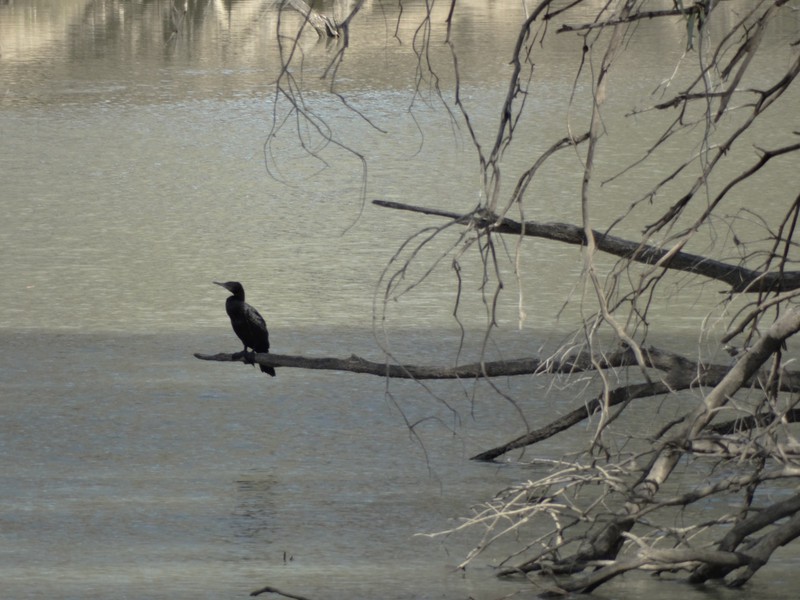 Black cormorant
