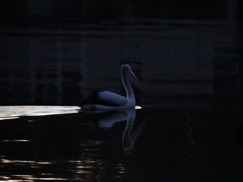 Pelican after sunset