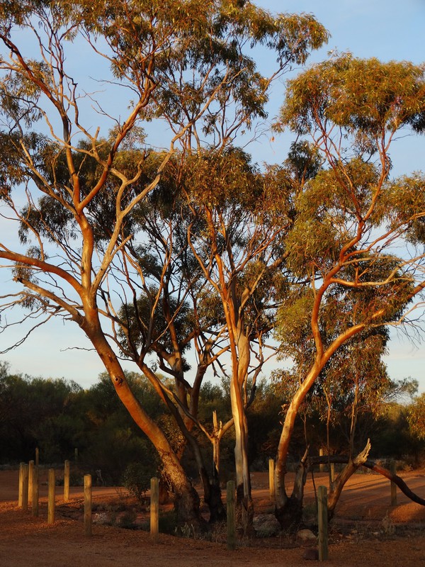 Gum tree at sunset