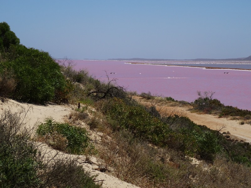 Pink Lake 3