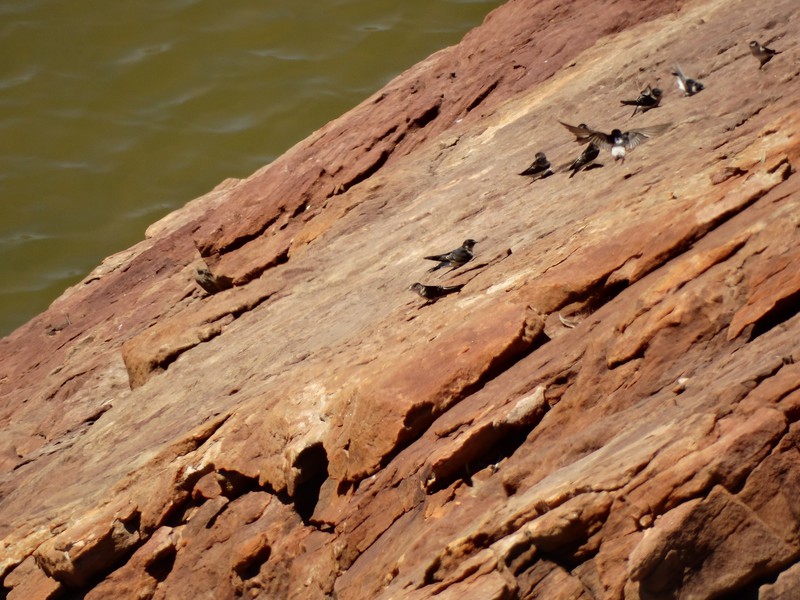 Swallows on a rock face