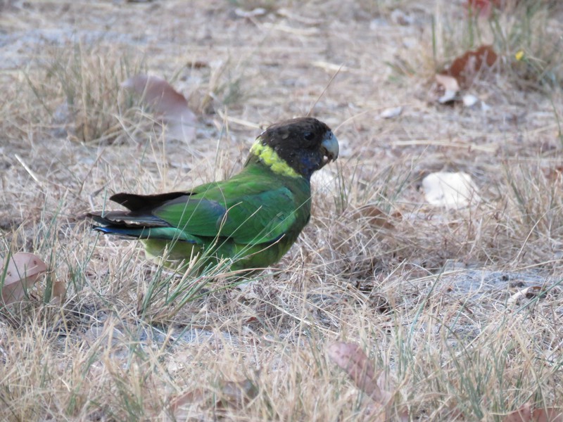 Ring Necked Parrot