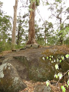 Tree in a rock