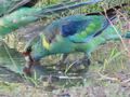 Ring Necked Parrot 2
