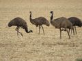 Emus in field