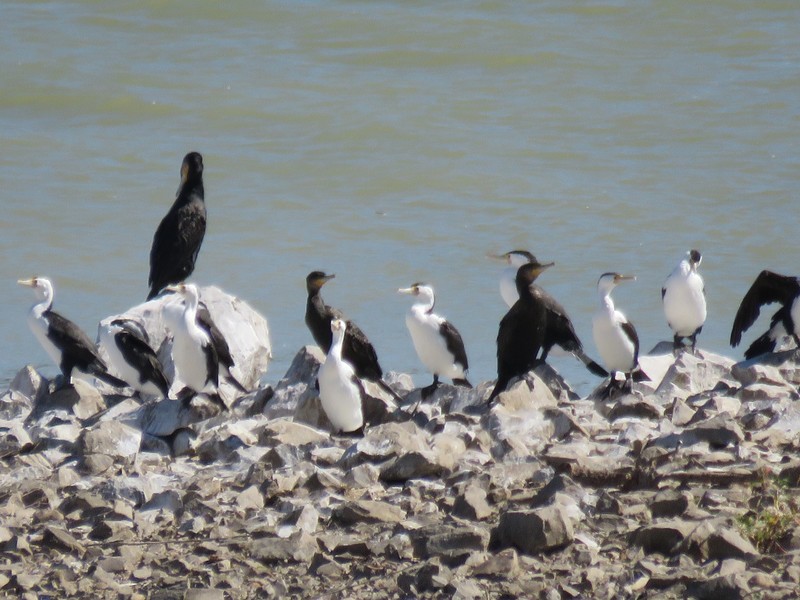 Cormorants at lake edge