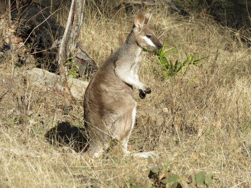 Pretty Faced Wallaby