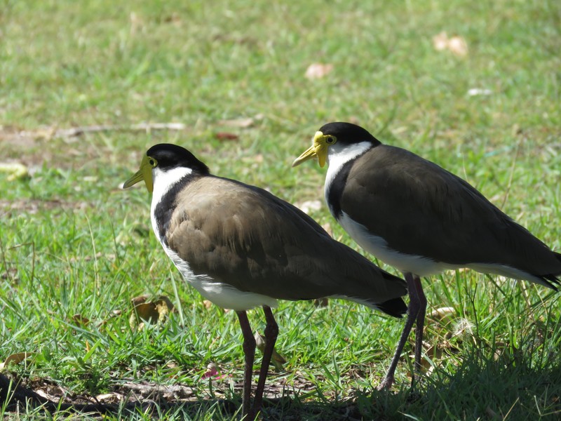 Plovers on watch