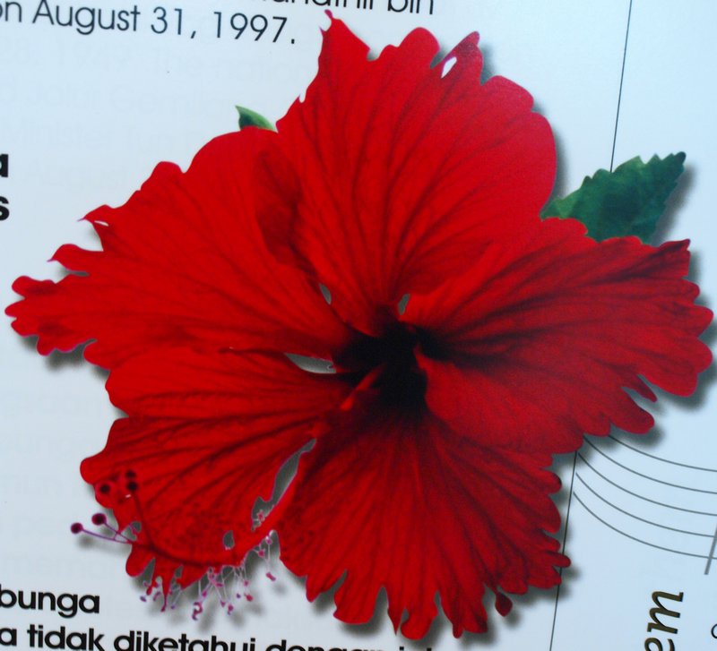 17-the national flower, the hibiscus