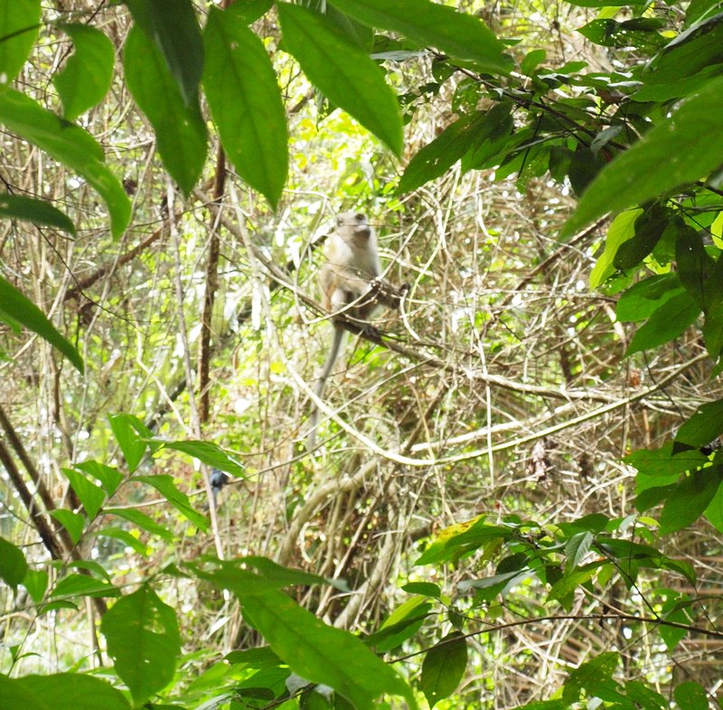 13- 1st sight of a monkey - 1ere vue d'un singe
