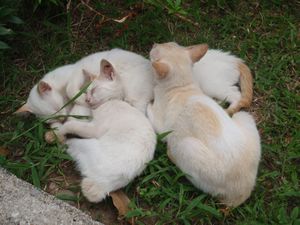 58- 4 little kittens - 4 petits chat