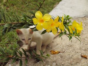 60- The flower and the kitten - La fleur et le chaton
