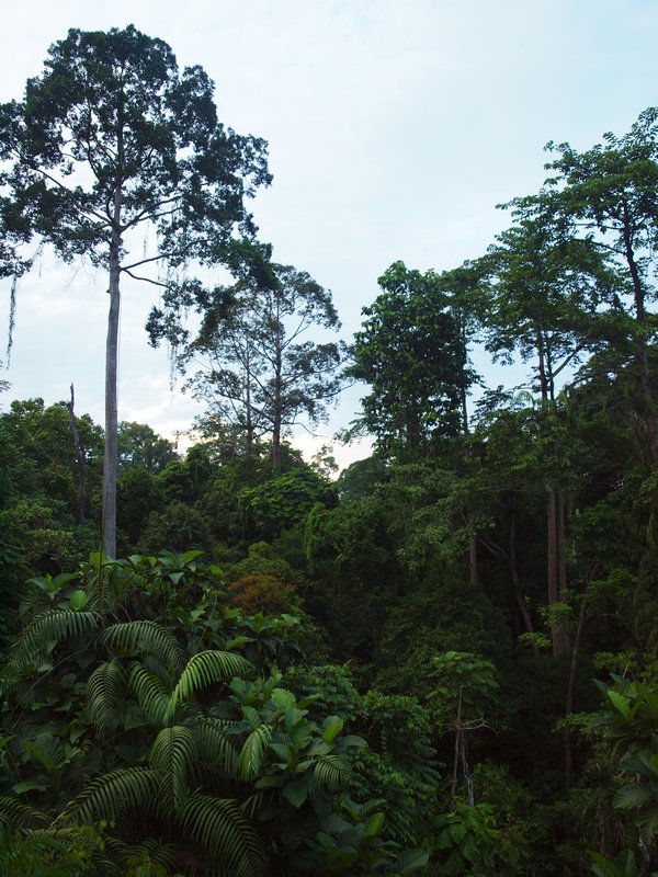 11- the rainforest