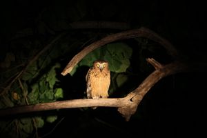 48-owls