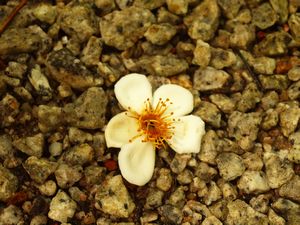 46-Flower on rocks