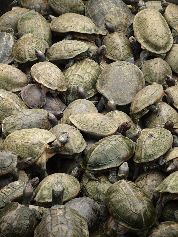 21- Turtles