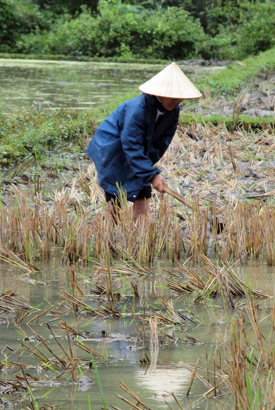 7-Working in the rice plantation