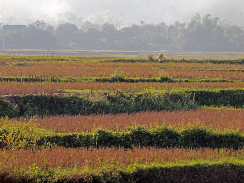 9-Rice plantation