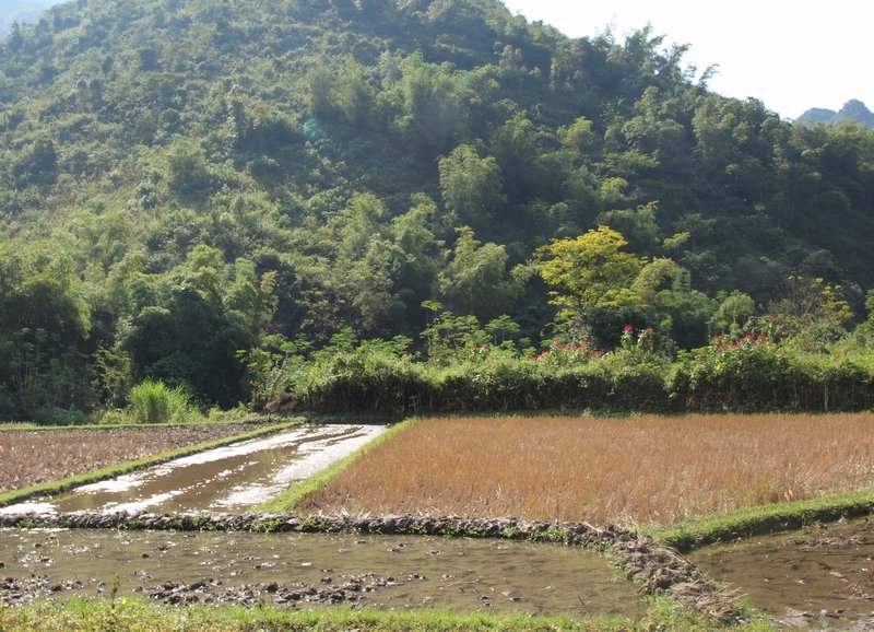 10-Rice plantation