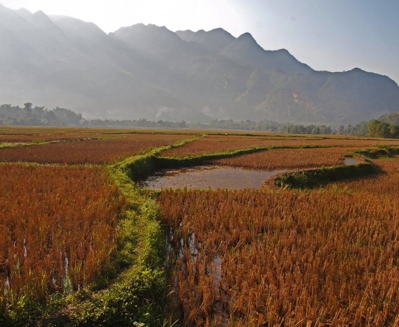11-Rice plantation