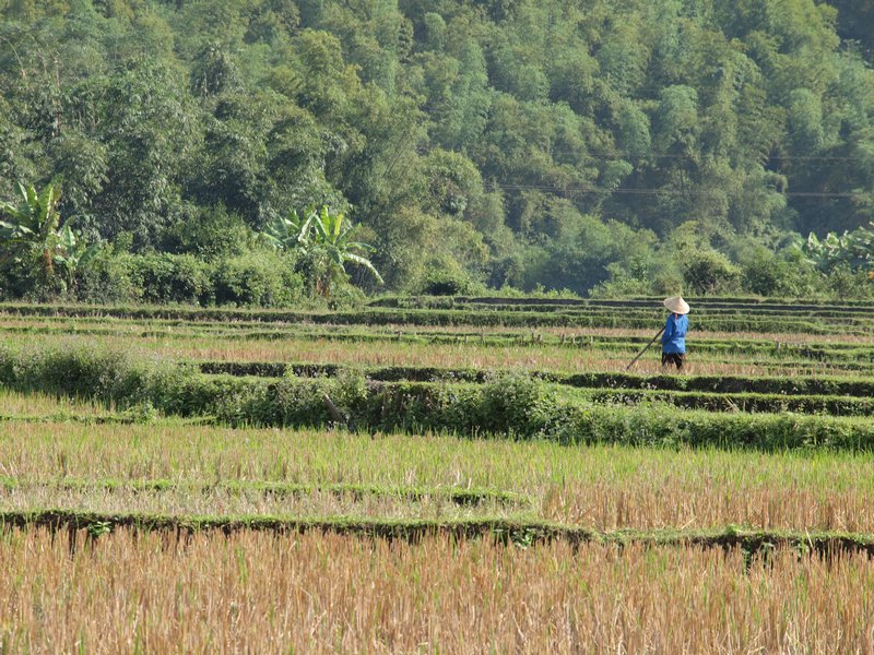 21-Rice plantation