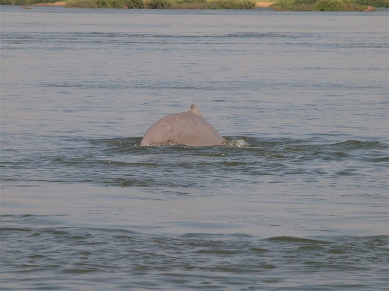 5-Silver dolphin in Kratie