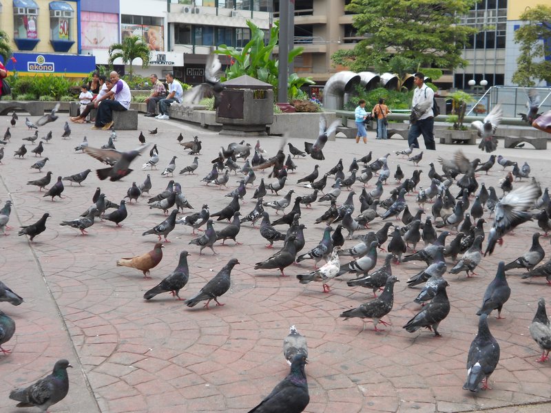 Pigeon free for all