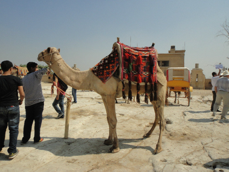 Camels & vendors