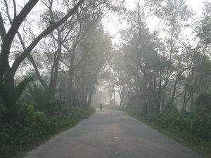Roads in a fogy morning - photo by arif