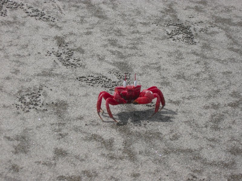 Crab - photo by arif